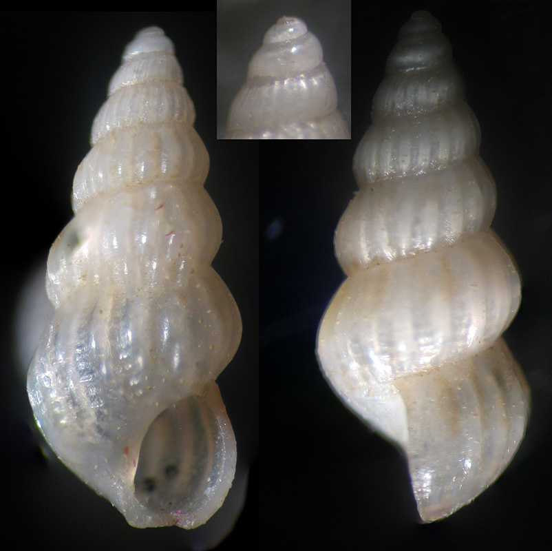 gasteropode